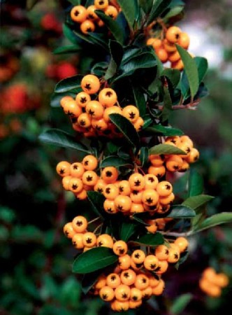 Pyracantha coccinea 'Orange Charmer'